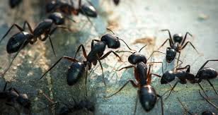Are you searching for information online regarding if a landlord in florida is required to provide pest control for the rental property? Get Rid Of Ants Natural Resources Pest Control
