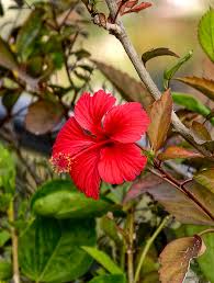 Image result for Hibiscus mutatus