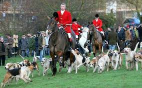 Fox hunting has been banned since 2004, but hounds now follow an artificially laid scent. Ministers Push Ahead With Plan For Vote On Scrapping Fox Hunting Ban