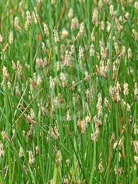 Image result for Eleocharis caduca