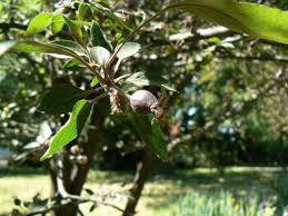 În anul 1964 pentru grădina botanică a fost ales un alt loc, iar în 1965 a fost. Gradina Botanica Bucuresti Ghid Turistic Romania