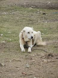 Kangal Karabas Akbas Turk Coban Kopegi Kangallar Alemi