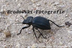 Schwarze käfer (dickmaulrüssler) möglichst früh erkennen. Insekten Bestimmen Steckbrief Kafer Namen Feinde Grosse Bilder Natur Beobachtungen