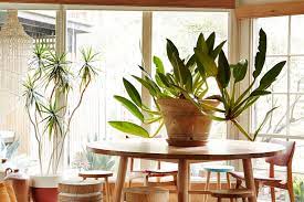 Vintage coffee table ideas here, an old wooden cable spool is turned into a coffee table. Put A Big Indoor Plant On Your Table And Call It A Day Architectural Digest