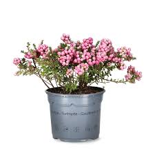 Image result for Pteronia mucronata