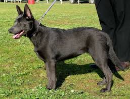 Coffee machine brands australian kelpie mix dog. Australian Kelpie Info Puppies Mix Temperament Pictures
