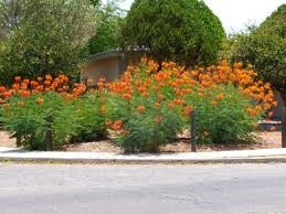 Bird Of Paradise Bush Arizona Red Bird Of Paradise Flowering Bushes Drought Tolerant Shrubs Lawn And Garden