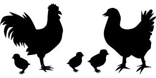 Download Svg Animal Bird Hen Poultry Free Svg Image Icon Svg Silh