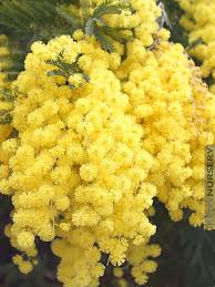 Image result for Acacia montigena