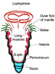 Image result for Osyridicarpos