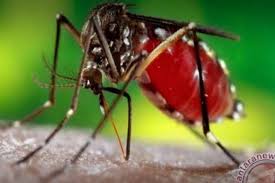 Yang pertama sering kita lakukan adalah dengan mengompres keningnya dengan air dingin. Waspada Dbd Jika Terdapat Gejala Khas Saat Anak Demam Antara News