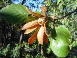 Image result for Mimusops obtusifolia