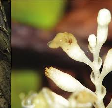 Image result for Gymnosiphon longistylus