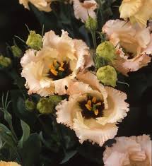 15 Seeds Lovely F1 Apricot Lisianthus Etsy In 2021 Lisianthus Flowers Lisianthus Wonderful Flowers