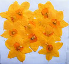Pressed Daffodils Frame With Some Painted Stems And Grass And You Have Adorable Natural Decor Pressed Flower Art Pressed Flower Crafts Pressed Flowers