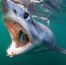 Check spelling or type a new query. Pin On Sharks