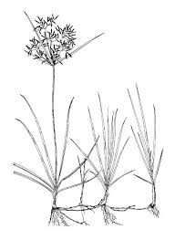Image result for Cyperus sp. no. 1