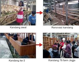 Untuk menjaga kandang kambing dari nyamuk, kita sering melakukan pengasapan. Bikin Kandang Kambing Sukses Ternak Kambing Domba Facebook