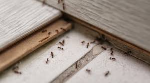 Check spelling or type a new query. Why Are There Ants Even If There S No Food In The House