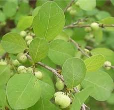 Image result for Baissea viridiflora