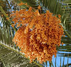 The boardwalk circles around the big tree with a viewing platform. Hd Wallpaper Food Dates Palm Tree Orange Growth Plant Orange Color Wallpaper Flare