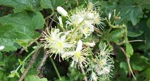 Image result for Achyrospermum schimperi