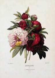 Global Gallery Pierre Joseph Redoute Peonies Stretched Canvas Art Pink Green Botanical Prints Botanical Art Vintage Botanical Prints