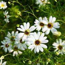 Image result for Brachycome