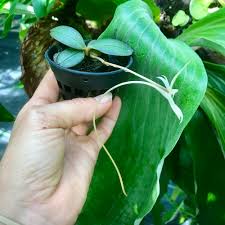 Image result for Aerangis collum-cygni