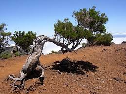 Image result for Erica arborea