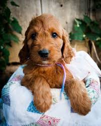 Irish Doodle Puppies Overtime Coloring