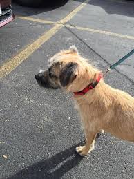 Adopt Sparky On Petfinder Terrier Dogs Border Terrier Dogs