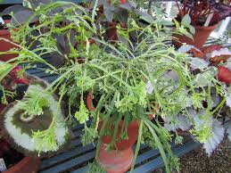 Image result for Pteris burtonii