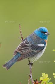 Image result for Passerina montana