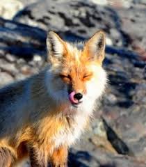 Till a fish with a grin, pulled the. Why Do Foxes Scream