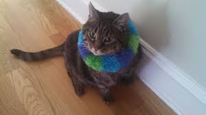 Leave it on as long as the vet says. Instead Of Using A Pet Elizabethan Collar E Collar I Stuff A Sock And Secure The Ends With Safety Pins To Make A Little Cat Collars Diy Pet Collars Dog Cone