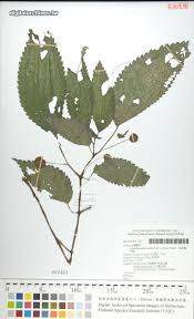 Image result for Lecanthus peduncularis