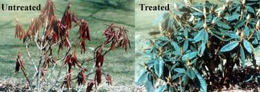 The coating is flexible and does not interfere with plant growth. Using Wilt Pruf To Prevent Plant Stress Due To Water Loss Northeast Nursery