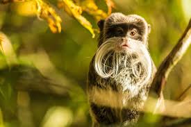 Basic facts about emperor tamarin: Emperor Tamarin Hd Wallpapers Background Images