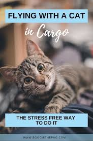 Flying A Cat In Cargo The Stress Free Way To Do It In 2020 Cat Quotes Funny Cat Quotes Cats