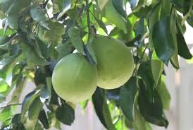 Pomelo Cultivation Information Guide Agri Farming Contextual translation of chakotha fruit into tamil. pomelo cultivation information guide
