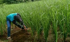 Setelah mendapatkan media tanam yang sesuai maka kita lanjut ke proses penanaman. Seperti Ini Cara Menanam Akar Wangi Hasil Maksimal Star Farm International