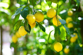 Measure 2 teaspoons baking soda and add it to 1 gallon of water. Homemade Lemon Tree Fungal Pest Spray