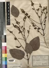 Image result for Adenodolichos punctatus