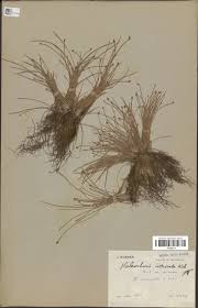 Image result for Eleocharis caduca