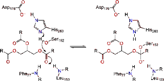 Image result for Lipase