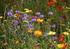 Aanleg Van Een Bloemenweide Bloementuin Iris Bloemen Kindertuin