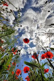 nature is lit on twitter poppies beautiful flowers beautiful nature