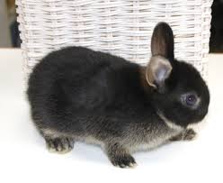 「ネザーランドドワーフ」の画像検索結果