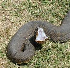 Cottonmouth Or Water Maccasin Please Educate Your Children About Poisonous Snakes This One Has Different Phases And Can Poisonous Snakes Snake Snake Venom